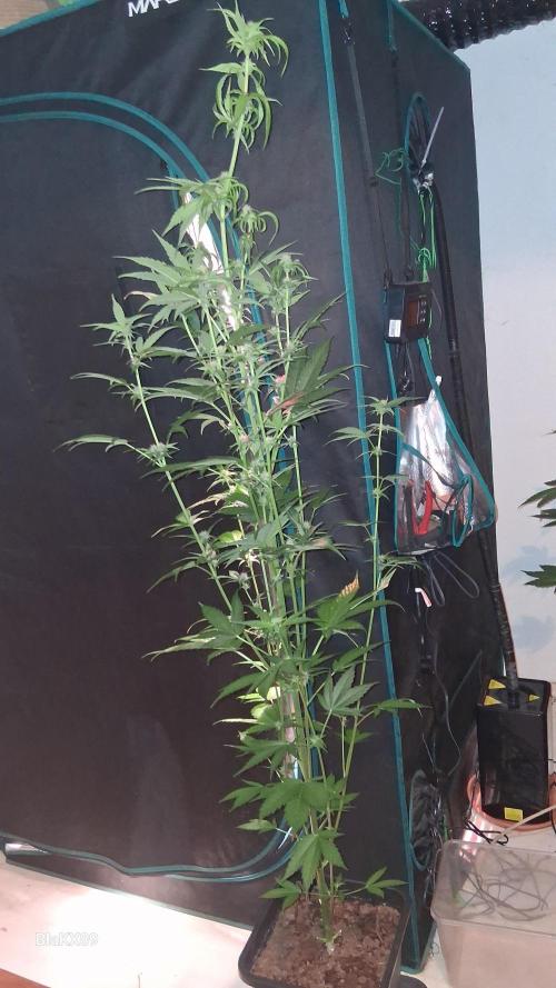 Purple Lemonade Auto RF3 😈🥤3️⃣. Week 4