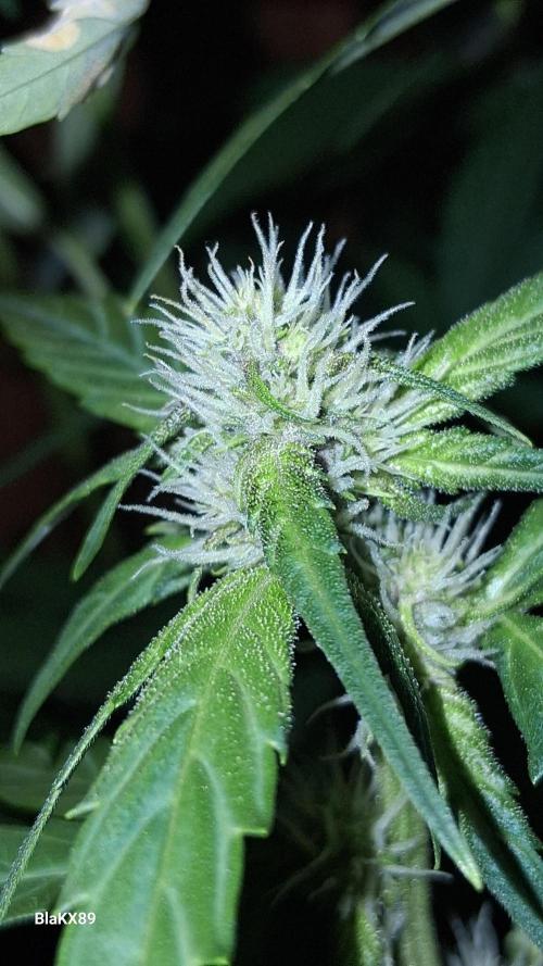 Purple Lemonade Auto RF3 😈🥤3️⃣. Week 4