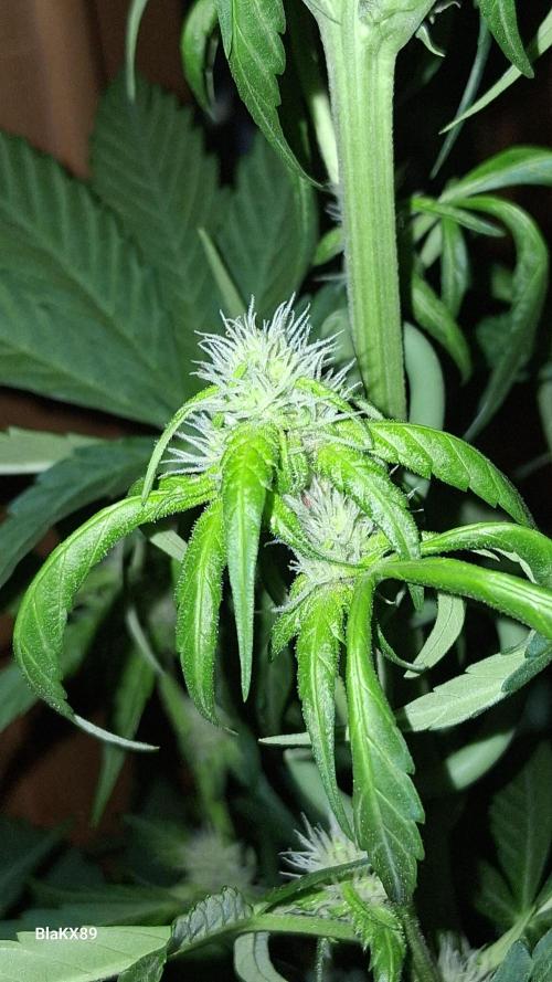 Purple Lemonade Auto RF3 😈🥤3️⃣. Week 4