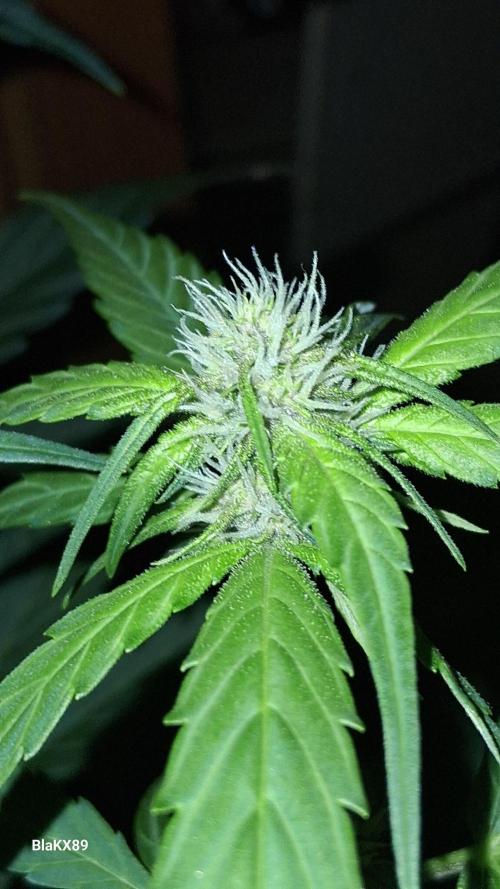 Purple Lemonade Auto RF3 😈🥤3️⃣. Week 4