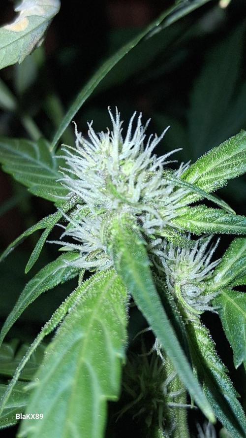 Purple Lemonade Auto RF3. Week 4