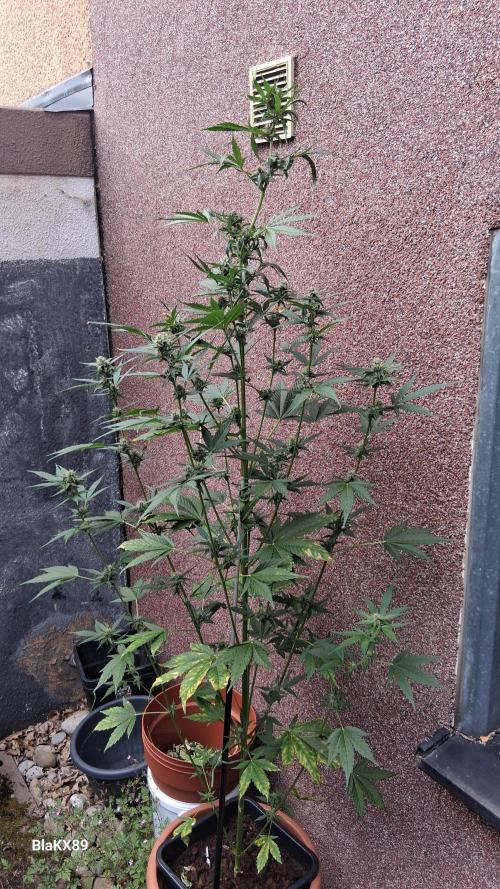 Purple Lemonade Auto RF3 😈🥤3️⃣. Week 5