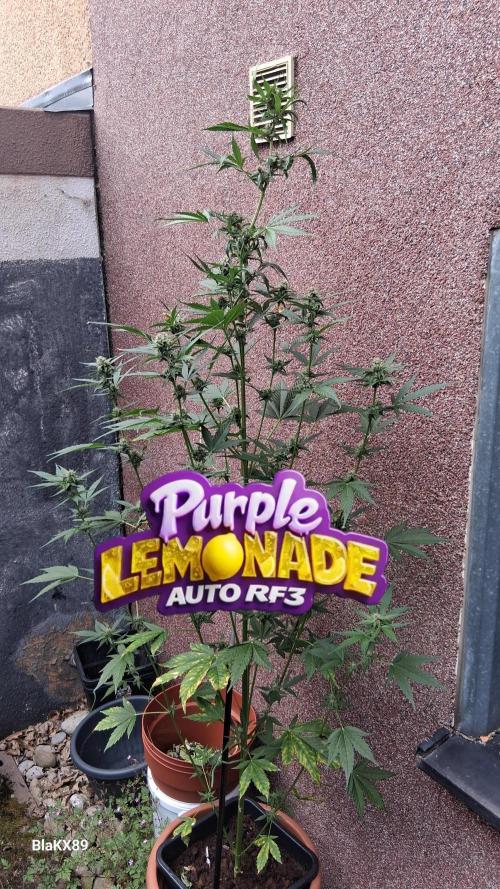 Purple Lemonade Auto RF3 😈🥤3️⃣. Week 5
