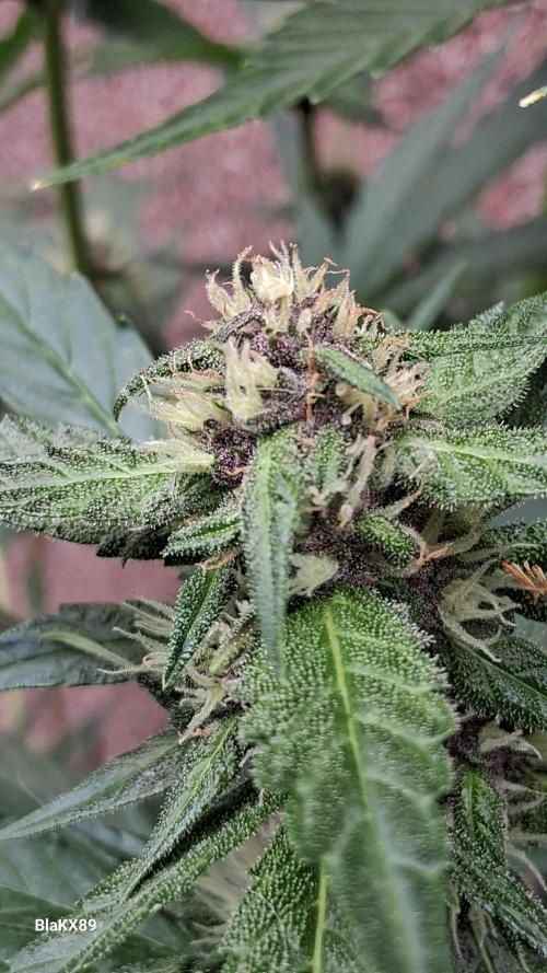 Purple Lemonade Auto RF3 😈🥤3️⃣. Week 5