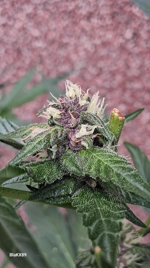 Purple Lemonade Auto RF3 😈🥤3️⃣. Week 5