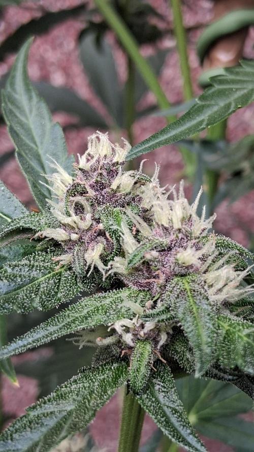 Purple Lemonade Auto RF3 😈🥤3️⃣. Week 5