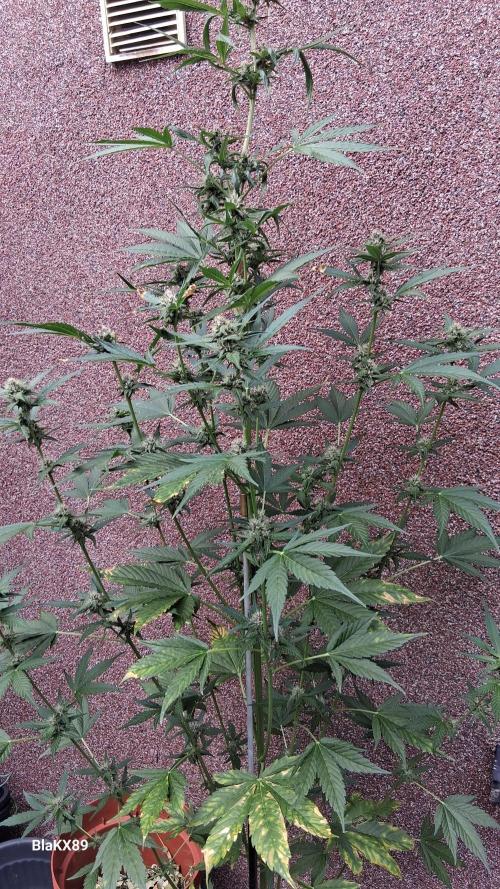 Purple Lemonade Auto RF3 😈🥤3️⃣. Week 5