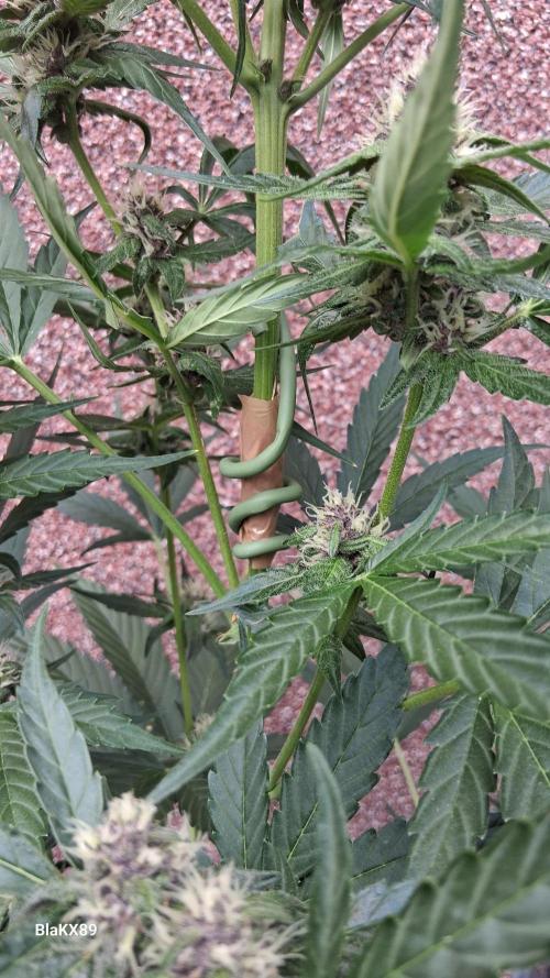 Purple Lemonade Auto RF3 😈🥤3️⃣. Week 5