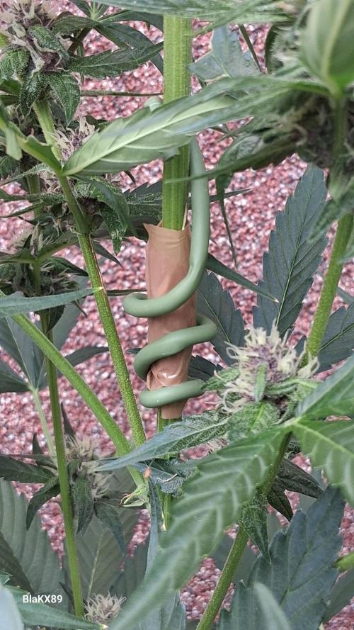 Purple Lemonade Auto RF3 😈🥤3️⃣. Week 5