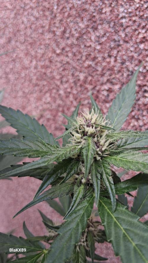 Purple Lemonade Auto RF3 😈🥤3️⃣. Week 5