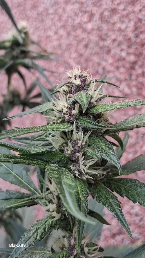 Purple Lemonade Auto RF3. Week 5