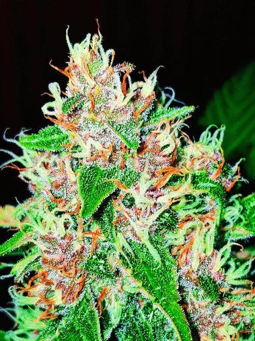 Auto | Namis Orangen von V-Buds mit EPN. Week 6