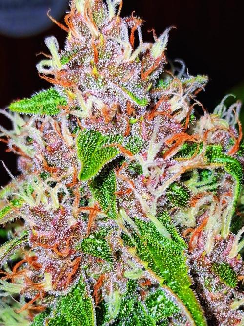 Auto | Namis Orangen von V-Buds mit EPN. Week 6