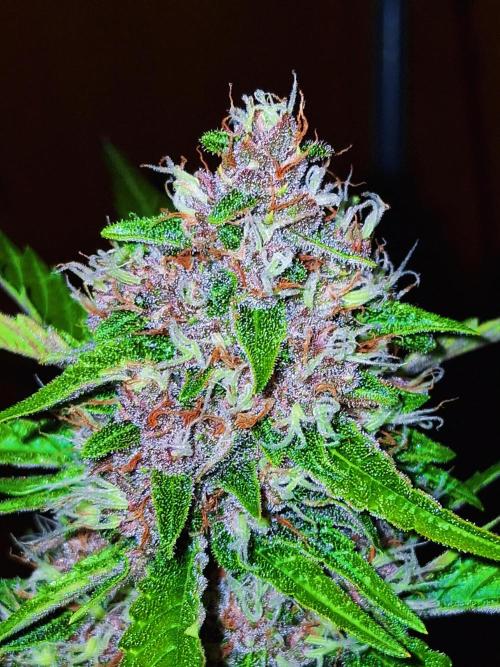 Auto | Namis Orangen von V-Buds mit EPN. Week 6