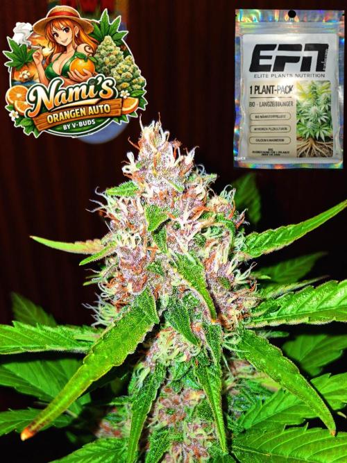 Auto | Namis Orangen von V-Buds mit EPN. Week 6
