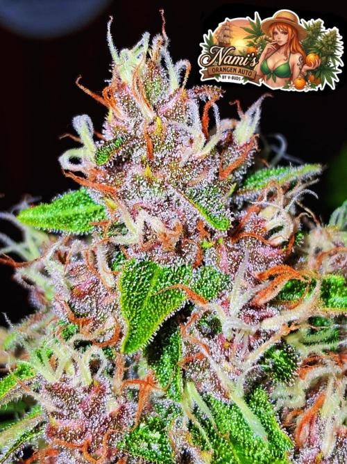 Auto | Namis Orangen von V-Buds mit EPN. Week 6