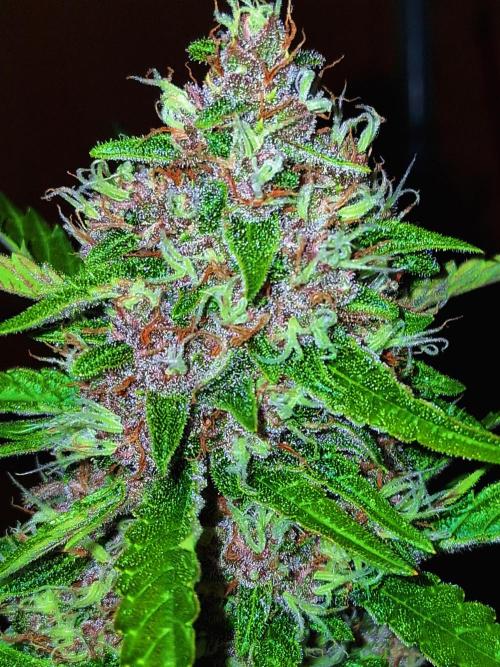 Auto | Namis Orangen von V-Buds mit EPN. Week 6