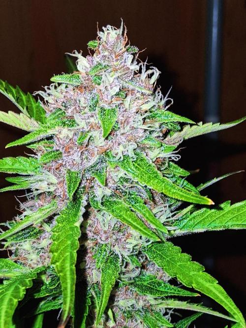 Auto | Namis Orangen von V-Buds mit EPN. Week 6