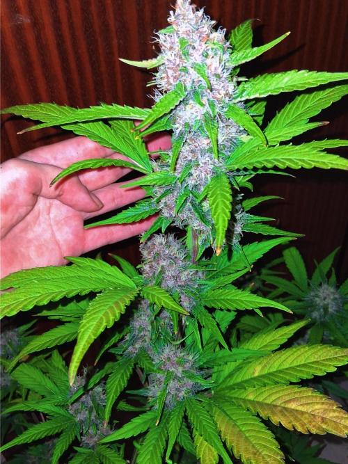 Auto | Namis Orangen von V-Buds mit EPN. Week 6