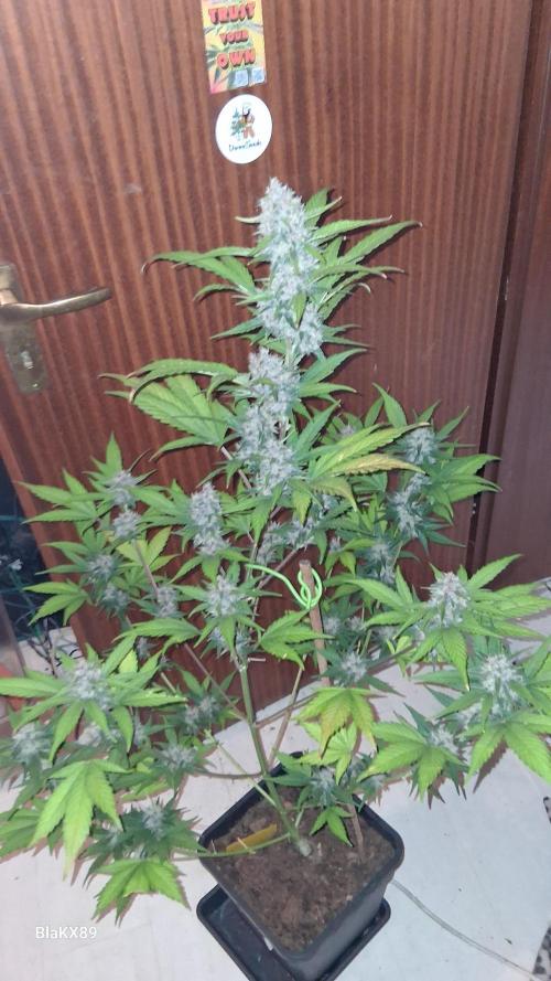 Auto | Namis Orangen von V-Buds mit EPN. Week 6