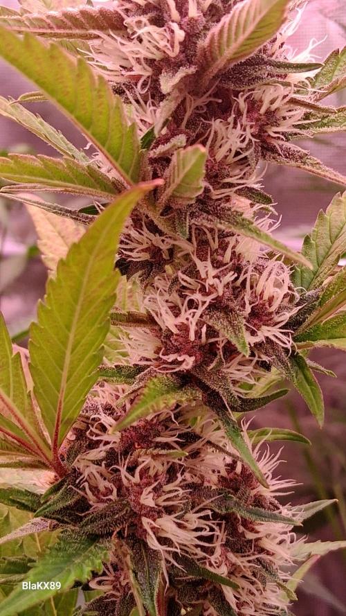 Auto | Namis Orangen von V-Buds mit EPN. Week 6