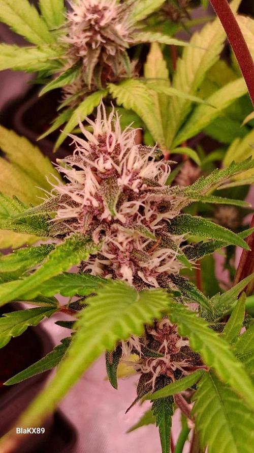Auto | Namis Orangen von V-Buds mit EPN. Week 6