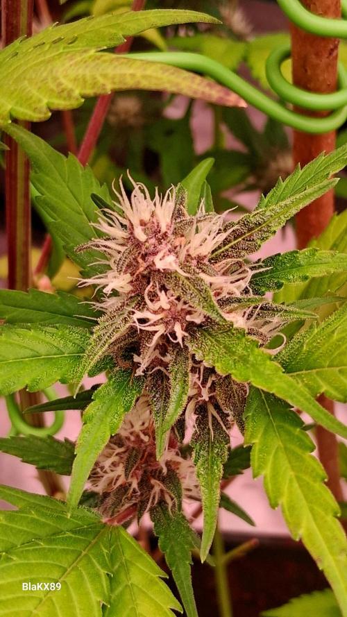 Auto | Namis Orangen von V-Buds mit EPN. Week 6