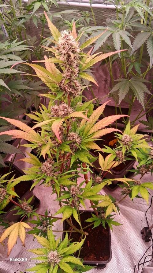 Auto | Namis Orangen von V-Buds mit EPN. Week 6