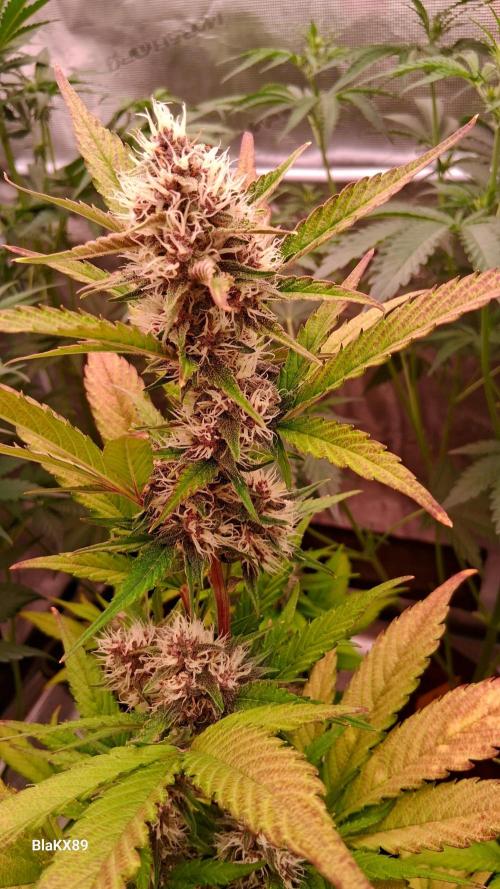 Auto | Namis Orangen von V-Buds mit EPN. Week 6