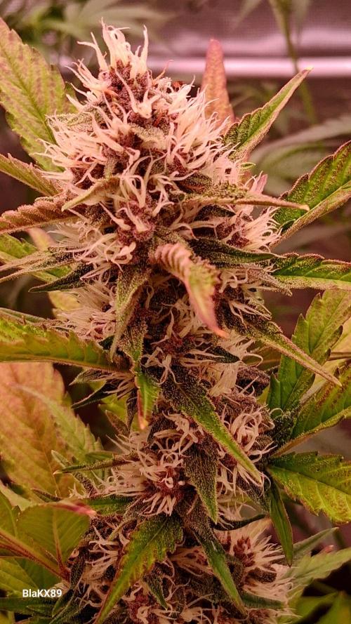 Auto | Namis Orangen von V-Buds mit EPN. Week 6