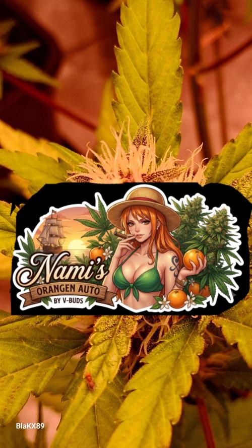 Auto | Namis Orangen von V-Buds mit EPN. Week 6