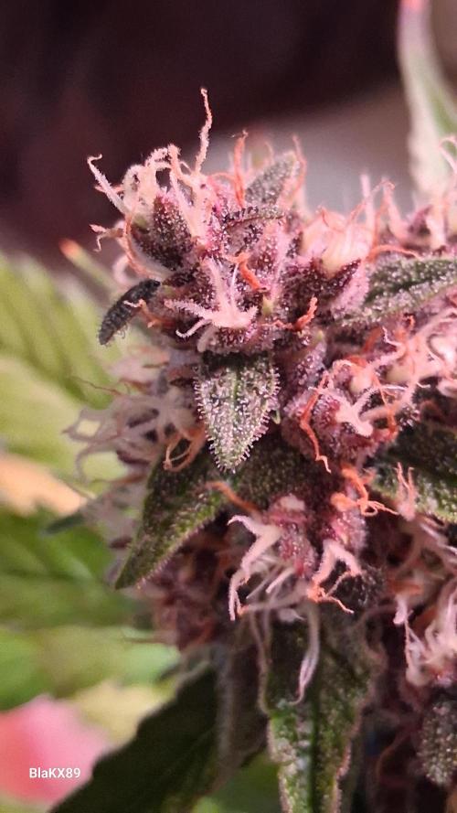 Auto | Namis Orangen von V-Buds mit EPN. Week 6