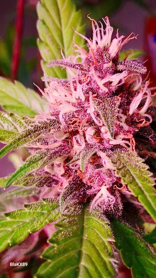 Auto | Namis Orangen von V-Buds mit EPN. Week 6
