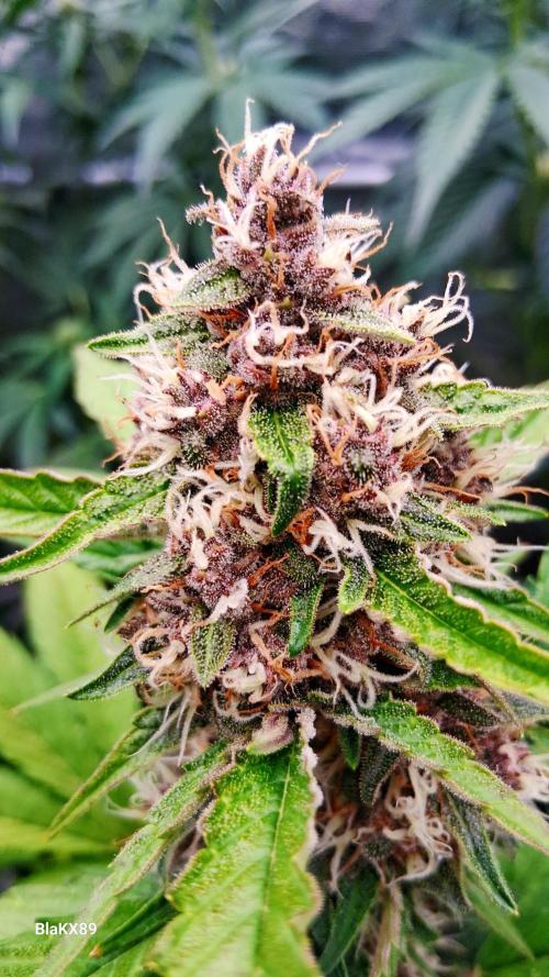 Auto | Namis Orangen von V-Buds mit EPN. Week 6
