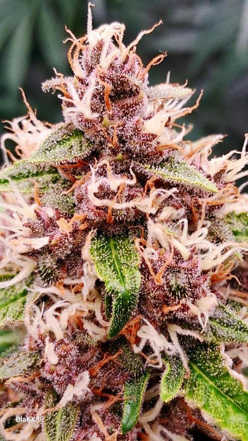 Auto | Namis Orangen von V-Buds mit EPN. Week 6