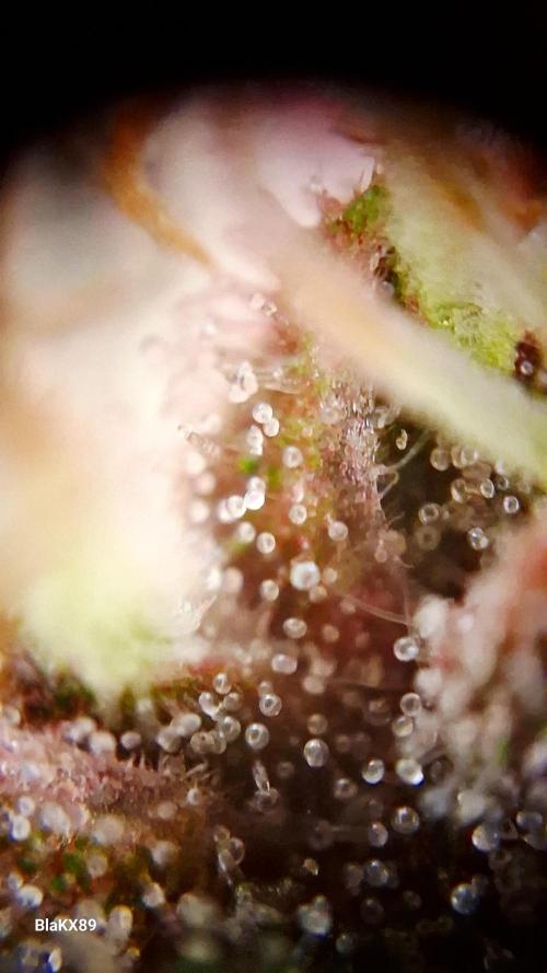 Auto | Namis Orangen von V-Buds mit EPN. Week 6