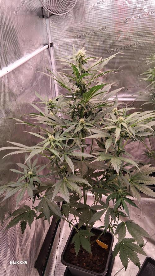 Banana Purple Auto | Paradise Seeds. Week 5