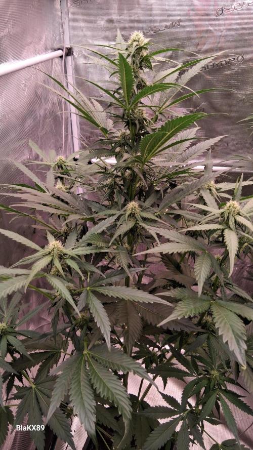 Banana Purple Auto | Paradise Seeds. Week 5