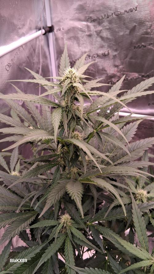 Banana Purple Auto | Paradise Seeds. Week 5