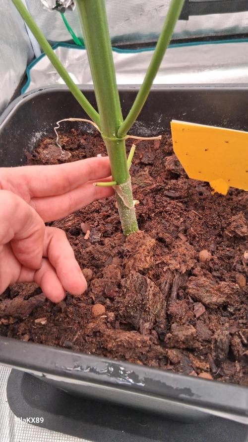 Banana Purple Auto | Paradise Seeds. Week 5