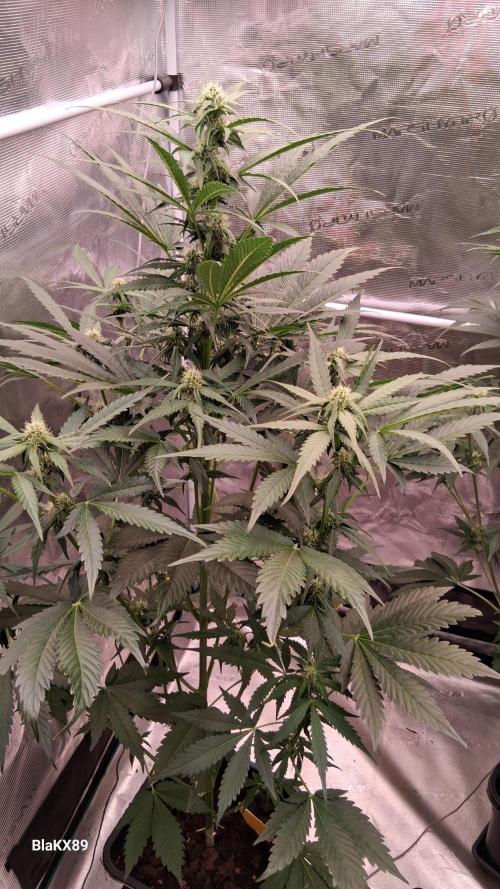 Banana Purple Auto | Paradise Seeds. Week 5