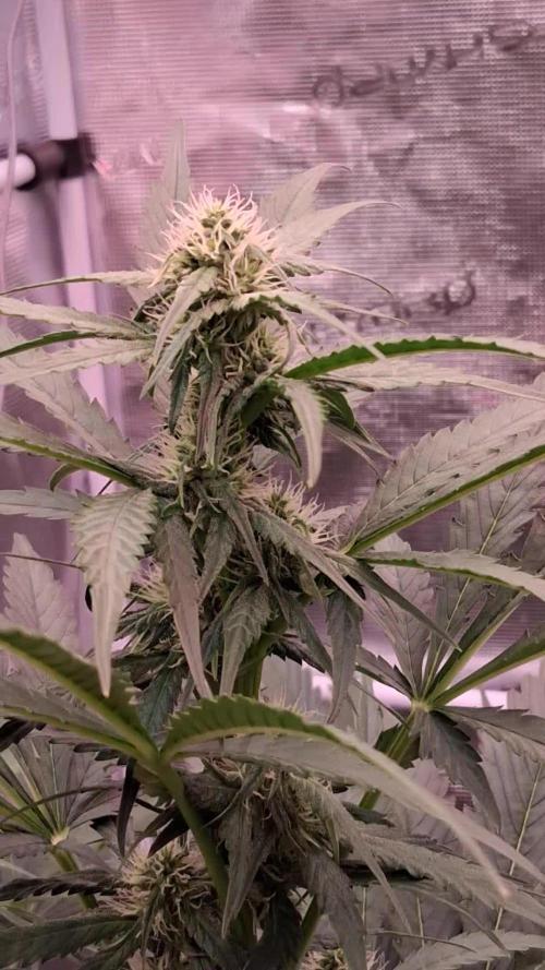 Banana Purple Auto | Paradise Seeds
