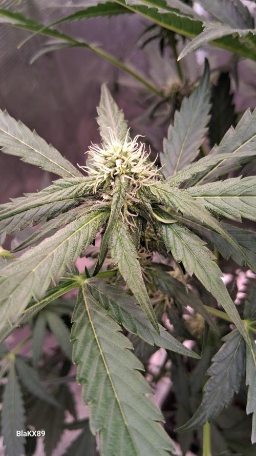 Banana Purple Auto | Paradise Seeds. Week 5