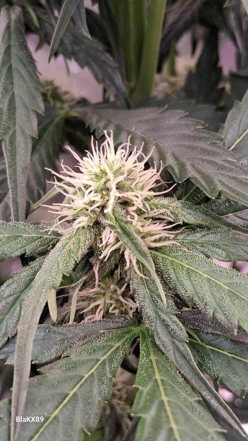 Banana Purple Auto | Paradise Seeds. Week 5