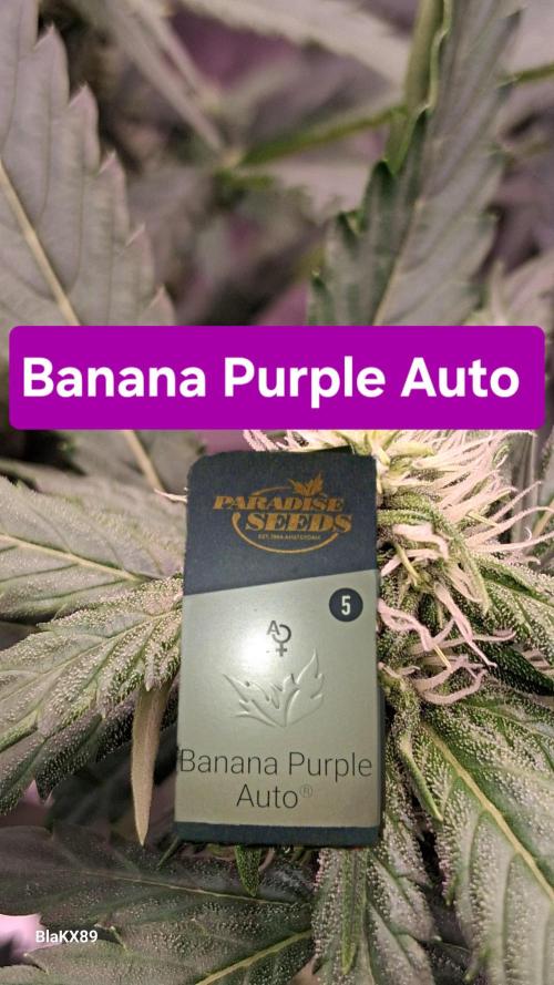 Banana Purple Auto | Paradise Seeds. Week 5