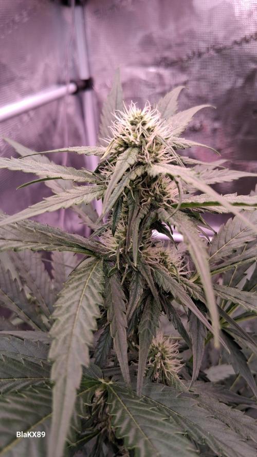 Banana Purple Auto | Paradise Seeds. Week 5