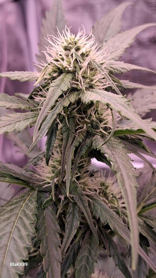 Banana Purple Auto | Paradise Seeds. Week 5