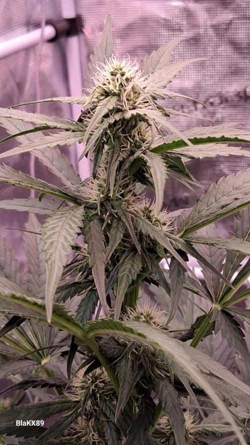 Banana Purple Auto | Paradise Seeds. Week 5