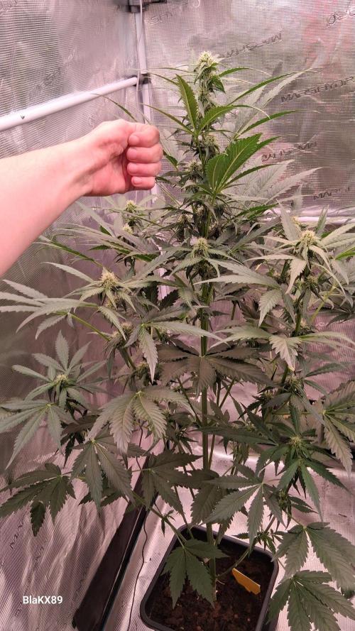 Banana Purple Auto. Week 5