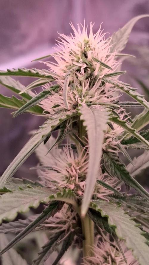 Guava Runtz Auto - Champion Line 🏆